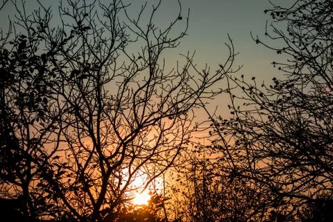Sunset through tree branches without leaves. Horror or fear concept image. Fo 스톡 사진