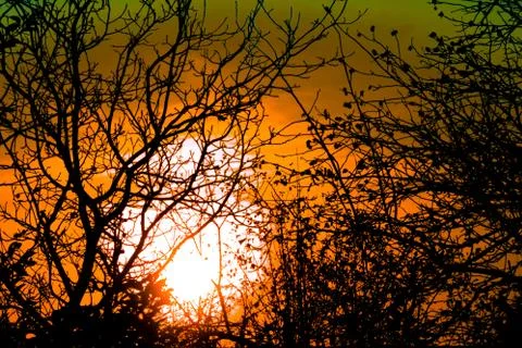 Sunset through tree branches without leaves. Horror or fear concept image. Fo Photos