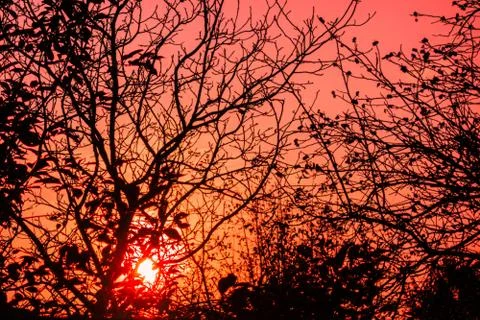 Sunset through tree branches without leaves. Horror or fear concept image. Fo 스톡 사진