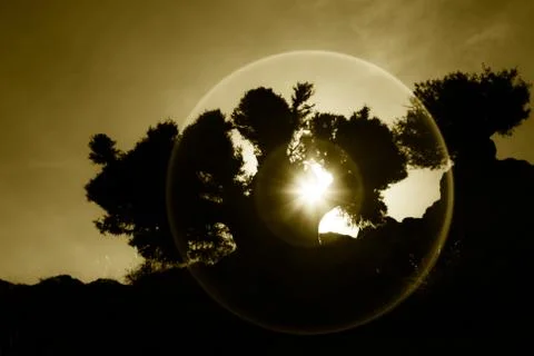 Sunset through tree in the desert Stock Photos