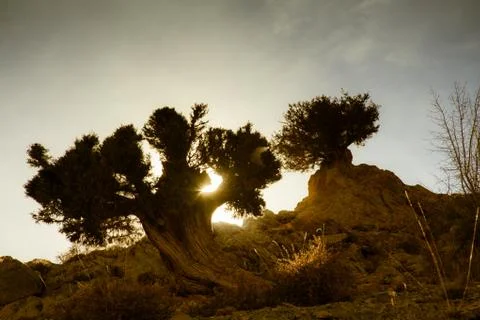 Sunset through tree in the desert Stock Photos