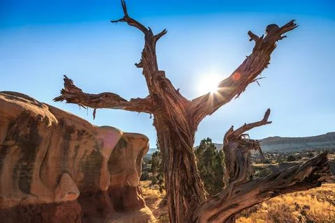 Sunset through the Tree at Devil's Garden, Hole in the Wall Road, Grand Stock-Fotos