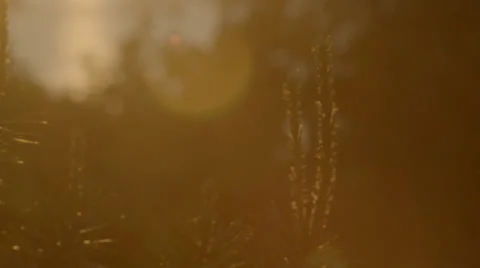 Sunset through a tree 스톡 동영상 41330671