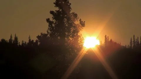 Sunset Through Tree, line Stock Footage 92401343