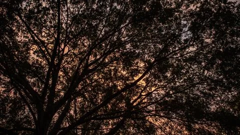 Sunset through a tree in Memphis Stock Photos