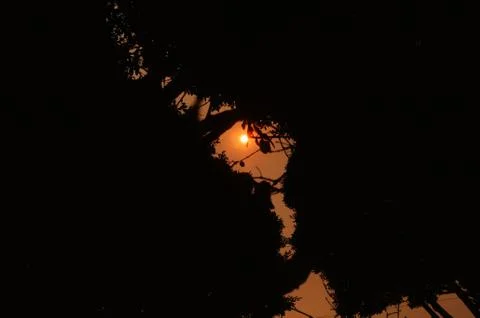 Sunset through Tree Stock Photos