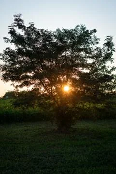 Sunset Through Tree 库存照片