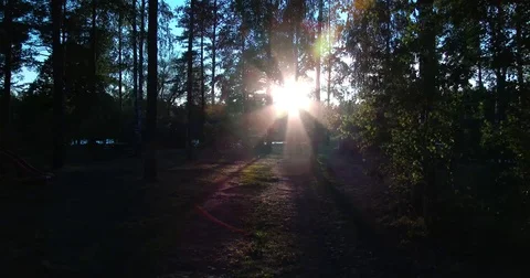 Sunset through a tree on the pound, Latvia, Upesciems, ponds of Alberta Vídeo Stock 78513596