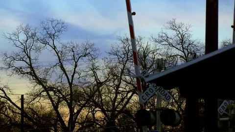 Sunset Through Tree Silhouette Stock Footage 83421892