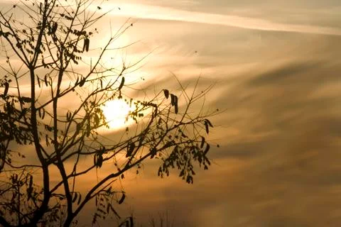 Sunset through tree silhouettes Stock Photos