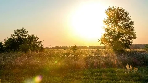 Sunset through the tree time lapse Stock Footage 84742725