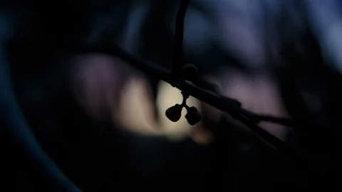 Sunset through tree twig Video stock 94884194