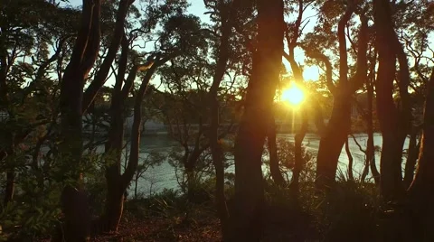 Sunset Through The Trees 4k Stock Footage 62462124