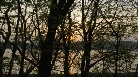 Sunset through Trees 4K Stock Footage 129815433