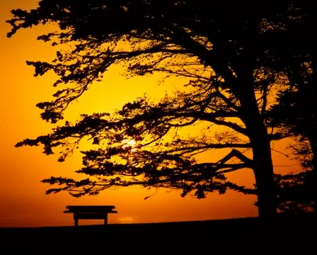 Sunset through trees and bench along Pacific Coast Highway, California Stock Photos