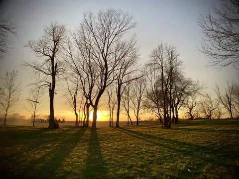 Sunset Through Trees and Shadows Stock Photos