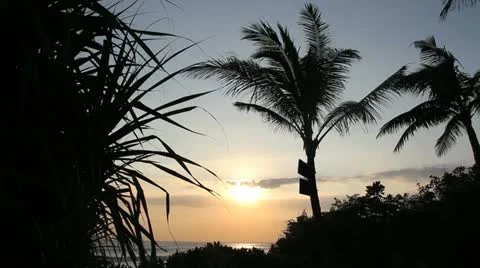 Sunset - Through Trees Bali 動画素材 11259676