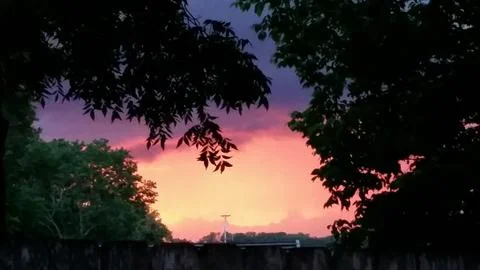 Sunset through the trees at dusk 库存照片