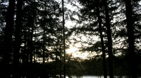Sunset through trees  Stock Footage 410160