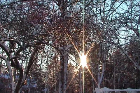Sunset Through The Trees Stock Footage 1067911