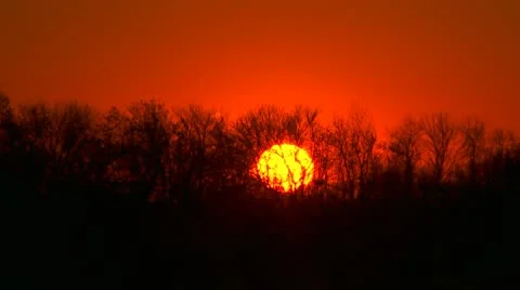 Sunset through the trees Video stock 8945288