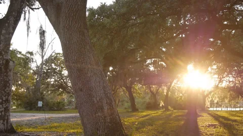 Sunset through trees Stock Footage 37841247