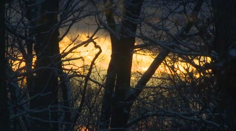 Sunset Through Trees Stock Footage 42934180