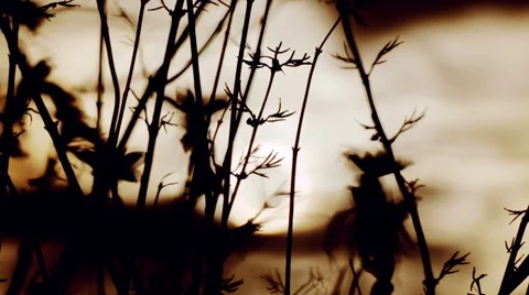 Sunset through the trees. Stock Footage 58391041