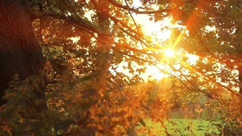 Sunset through the trees Stock-Footage 72560836