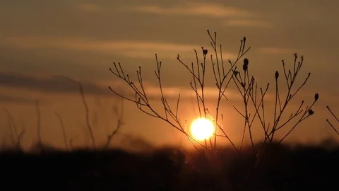 Sunset through trees Stock Footage 73939067