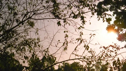 Sunset through the trees Video stock 76937521