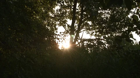 Sunset through the trees Video stock 78357616