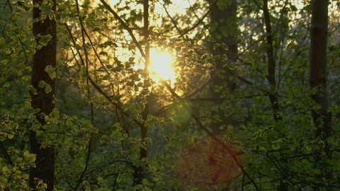 Sunset Through the Trees Video stock 88996634
