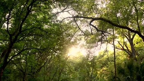 Sunset Through the Trees Stock Footage 135450444