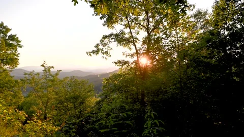 Sunset Through the Trees Stock Footage 137867355