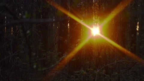 Sunset through trees in the forest 스톡 동영상 89070258