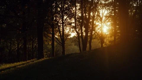 Sunset Through Trees in the Forest Stock Photos