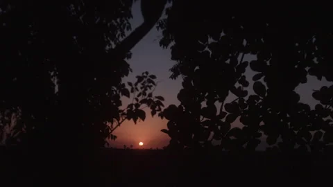 SUNSET THROUGH TREES - golden hour 動画素材 148210552