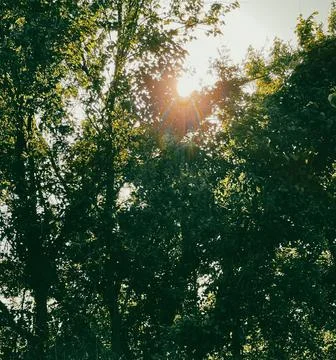 Sunset through the Trees in Missouri Stock Photos
