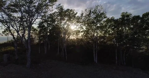 Sunset through the trees in the mountains Stock Footage 80029634