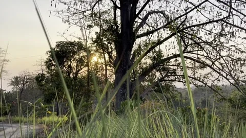 Sunset Through the Trees, Nature's Golden Hour Stock Footage 288528699