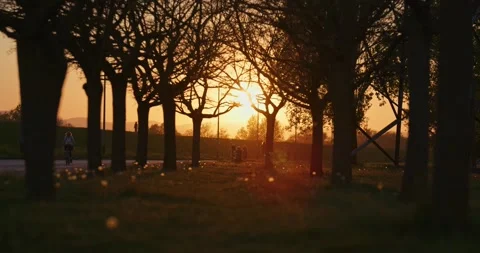Sunset through trees with people outdoors 库存影片 332511404