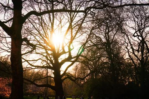 Sunset Through The Trees Stock Photos