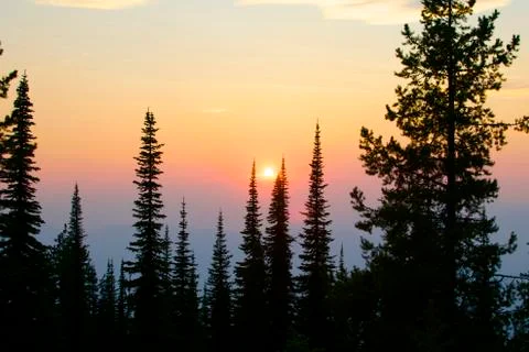 Sunset Through The Trees Stock Photos