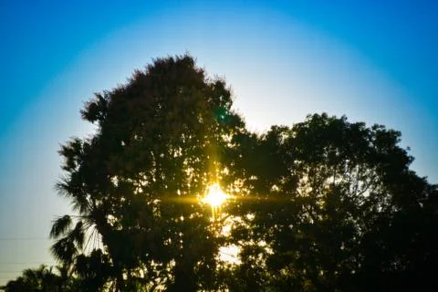 The Sunset Through Trees Stock Photos