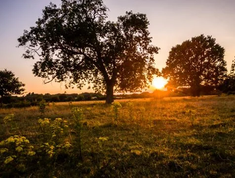 Sunset through trees Stock-Fotos