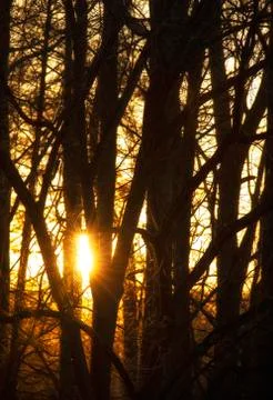 Sunset Through the Trees Stock Photos