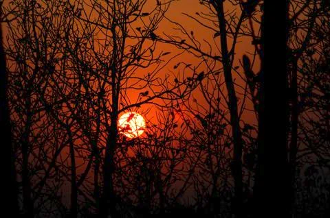 Sunset Through Trees Stock Photos