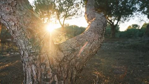 Sunset Through the Trees Stock Photos