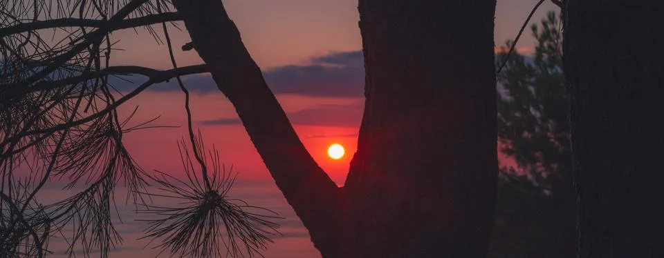 Sunset Through the Trees Stock Photos
